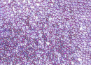 Бисер Япония круглый 11/0 10г 0252 морская вода/фиолетовый, окрашенный изнутри